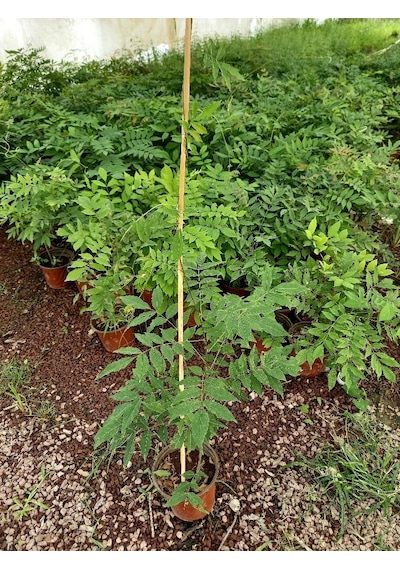 Mor Salkım 'wisteria Sinensis' / 100-120 Cm Sarılıcı Çiçekli Bitki