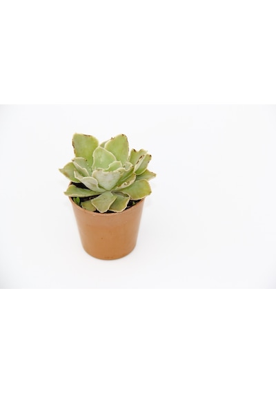 Echeveria Morning Beauty - 5 Adet Sukulent