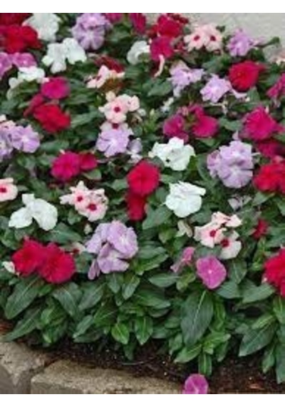 20 Adet Tohum Nadir Pembe Cezayir Menekşe Çiçeği Tohumu Saksı Top