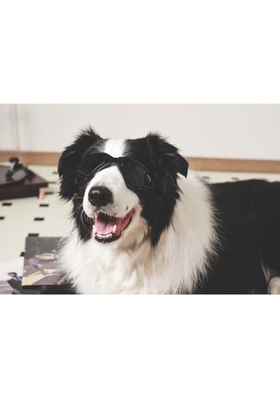 M-pets Sunny Trailblazer Köpek Gözlüğü Siyah
