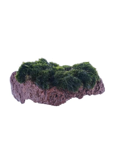 Tr Marimo Moss Rock Canlı Bitki
