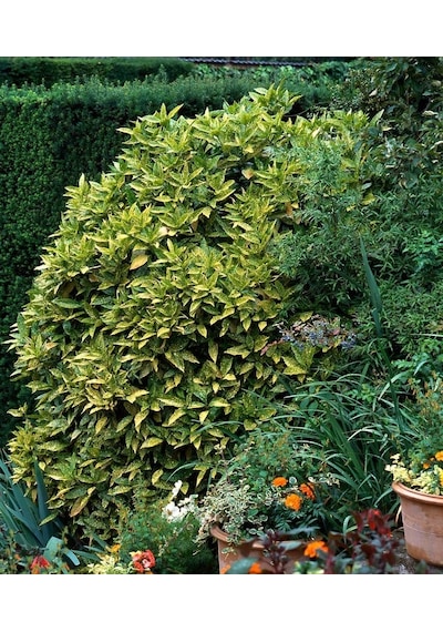 Japon Defnesi Aucuba Japonica 10 Adet