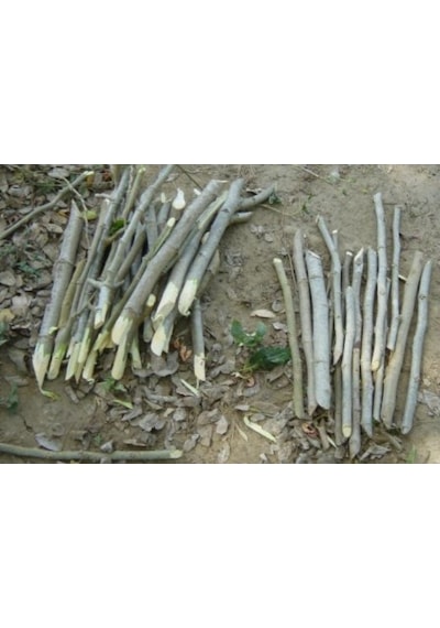 Fidan Köklendirme Hormon East Root® Iba ÇözeLi 250 Cc 8000Ppm