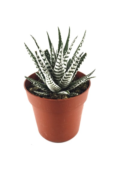 Haworthia Fasciata 'Alba' (Sukulent) Ø8,5 CM Y10-15 CM