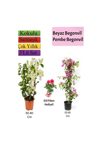 Beyaz+ Pembe Begonvil+ Gül Fidanı Hediyeli