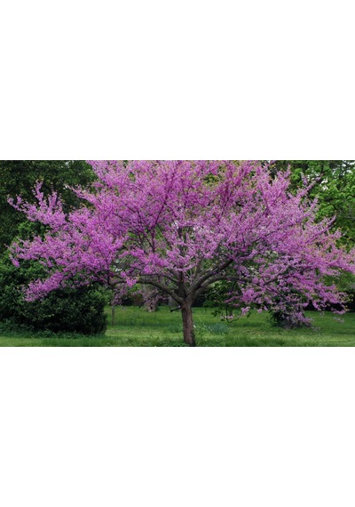 Erguvan Ağacı 1 Metre