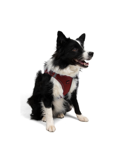 Air-Mesh Küçük ve Orta Irk Kedi Köpek Göğüs Tasması - Yumuşak, Nefes Alabilir, Dayanıklı Bordo M
