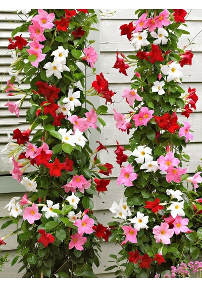 Karışık Renk Mandevilla 30 60 Cm Saksılı Tırmanıcı, Çiçekli Bahçe Bitkisi