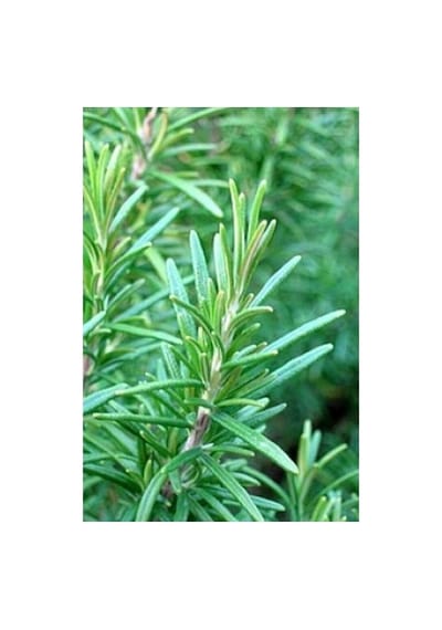Yerli Üretim Biberiye Fidanı Saksılı 10-20 Cm