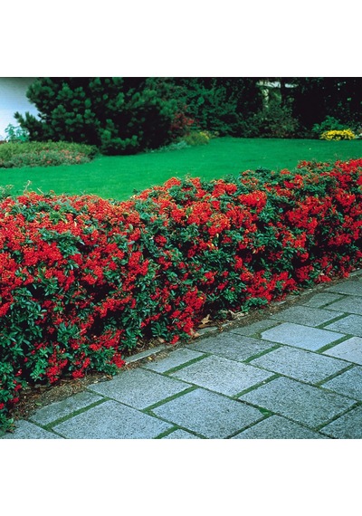 Ateş Dikeni - Pyracantha 5 Adet