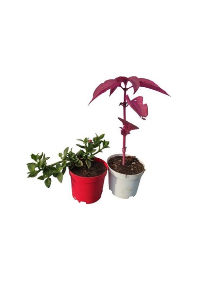 2'li Mini Bitki Seti 1 Adet Buz Çiçeği+1 Adet Çingene Şalvarı Çiçeği