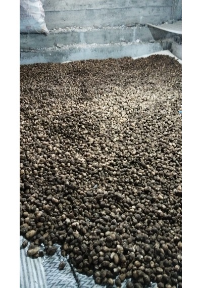Salep Tohumu Yumru Serapies 3 Kg