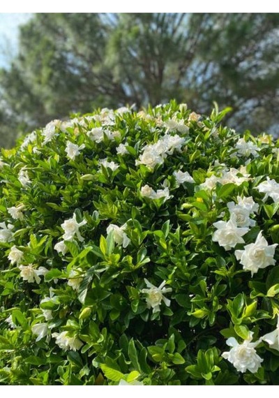 Gardenya Çiçeği 30 50 Cm 1 Adet Saksılı/ Tüplü Çiçekli Bahçe Bitkisi Balkon Gardenia