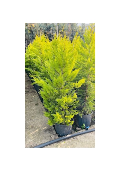 1.50 Cm Limon Servi Çam Fidanı
