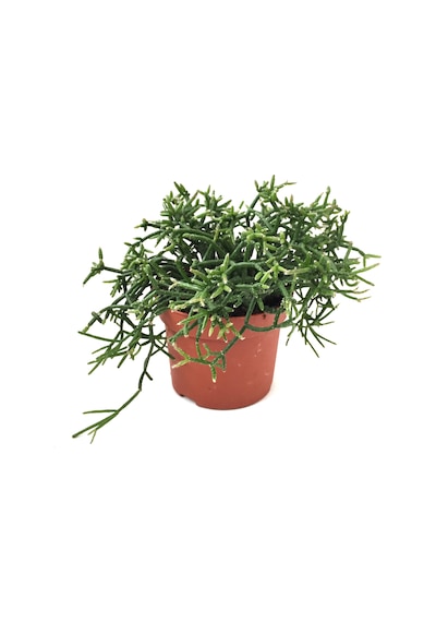 Rhipsalis Heteroclada Ø12 CM Y15-20 CM
