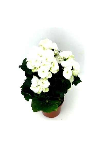 Begonya Çiçeği Fidanı Beyaz 10-20 Cm