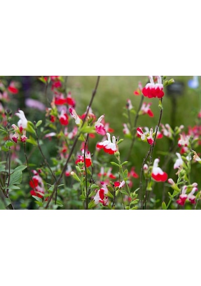 Süs Adaçayı 20 Adet - Salvia Microphylla 'Hot Lips'