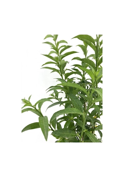 Melisa Çiçeği Fidanı 20-30 Cm