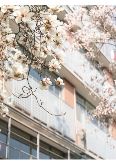 Tüplü Büyük Çiçekli Manolya Fidanı Magnolia Grandiflora Herdem Yeşil Kokulu