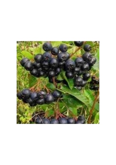 Aronia Aronya Ağacı Fidanı 10-20 Cm