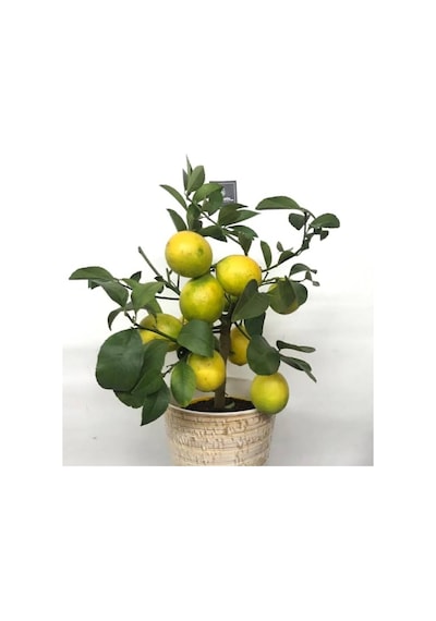 Ev İçin Saksılı Limon Ağacı Yediveren