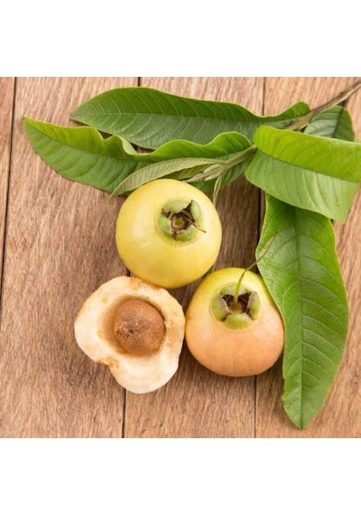 Gül Elması Fidanı Rose Apple 4 Yaş 100 Cm Nadir Tür