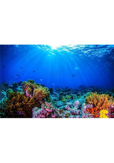Kanki Pet Kp7045032 Akvaryum Arka Fon Yapıştırma 70 X 45 Cm