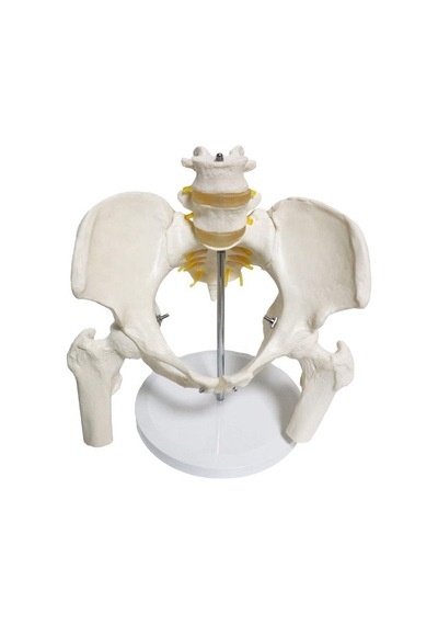Omurga Pelvis Maketi Model 24