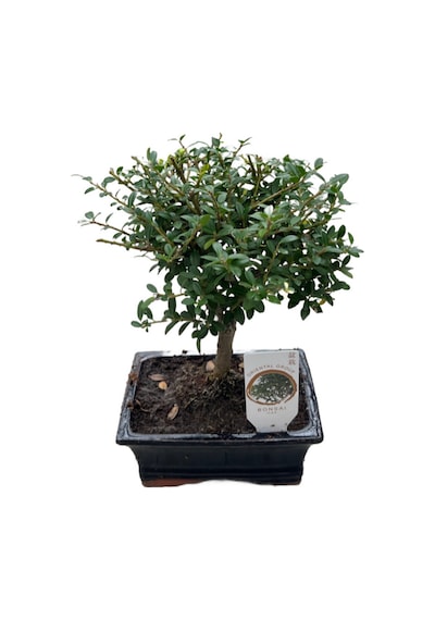 Bonsai - Ilex Ø12 Cm Y25-30 Cm