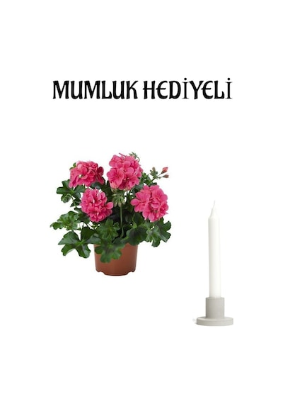 Sevgililer Günü Hediyeli Pembe Sakız Sardunya Mumluk Hediyeli Ev Bitkisi