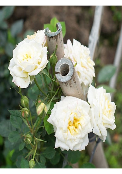 Yediveren Yoğun Kokulu Beyaz Renkli 30 60 Cm 4 Adet Saksılı Aşılı Gül White Rose