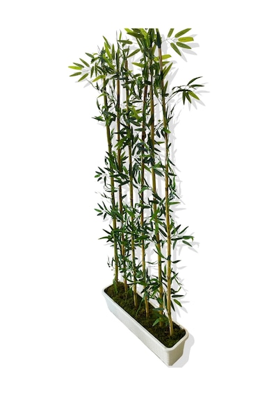 Cihan Çiçekçilik Bambu Seperatör 175 Cm 6 Adet Bambu 72 Cm Beyaz Saksı Beyaz- Yeşil