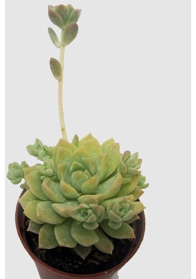 Serada Decor Plant Echeveria Profilicea Sukulent Bitki