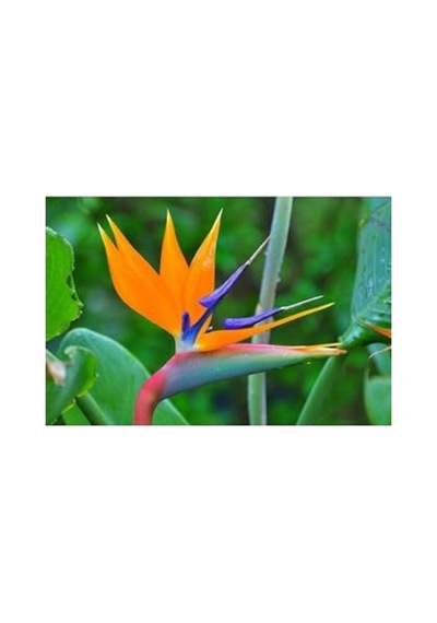 5 Adet Strelitzia Reginae Tohumu, Egzotik Bitki Gelişimi İçin