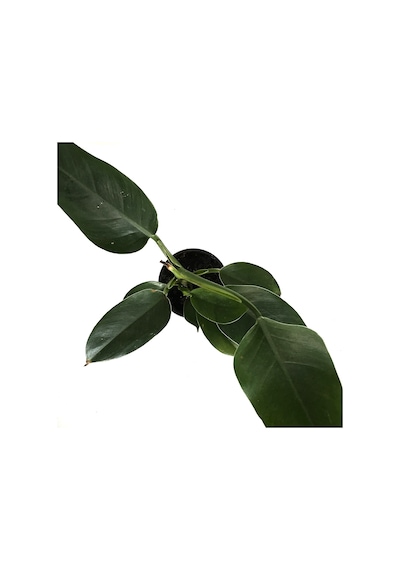 Philodendron 'ımperial Green' Ø12 Cm H25-30 Cm