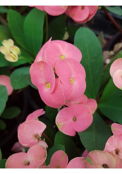 Tayland Mili - Dikenler Tacı Iri Pembe Çiçek Açan 5.5cm Saksılı-9074638245585
