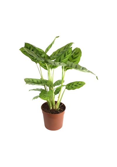 Calathea Leopardina (Dua Çiçeği) Ø12 CM Y30-35 CM