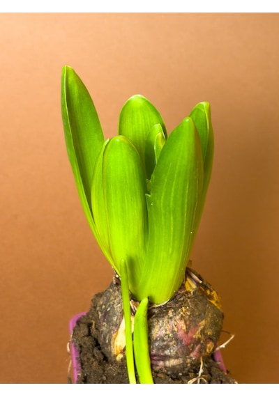 Sümbül Hyacinthus Orientalis 19 Cm Tekli Saksıda Filizlenmiş Form