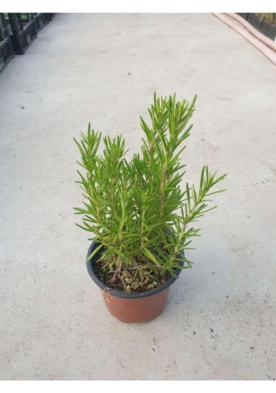 Rosmarinus Officinalis Biberiye Fidanı 10-20 Cm