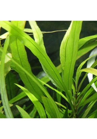Nomaphila Spp Akvaryum Bitkisi Canlı Bitki 5 Dal