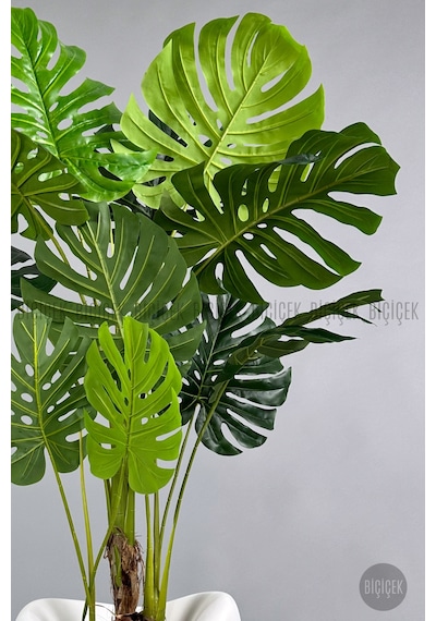 Yapay Monstera Ağacı Deve Tabani 170 Cm Beyaz Lale Saksıda