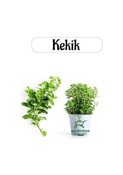 Aromatik Bitki Kekik Fidesi, 1 Adet Saksılı, 20-30 Cm, Thymus