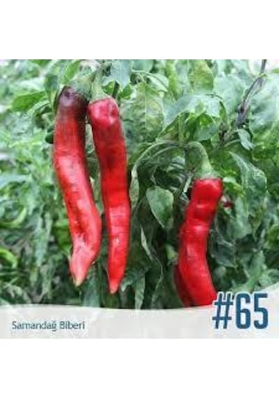 10 Adet Tohum Acı Samandağ Biberi Yerli Ata Tohum