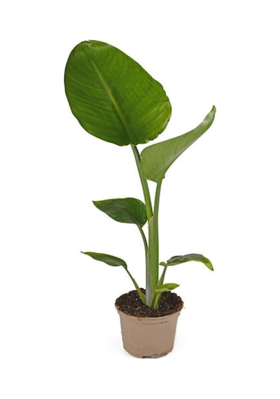 Starliçe - Beyaz Cennet Kuşu 50 -60 Cm Strelitzia Nicolai Iç Mekan Bitkisi