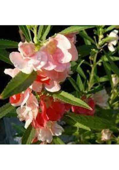10 Adet Tohum Şebboy Çiçeği Tohumu Saksı Toprak Tohumla Gönderil