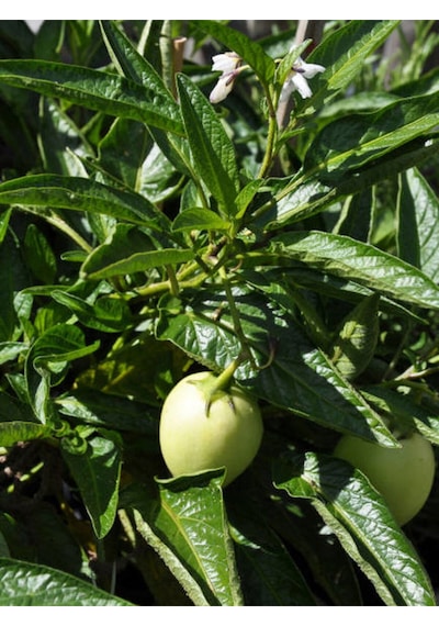 Videolu Pepino Meyve Fidesi 40 60 Cm 1 Adet Saksılı Bahçe Balkon Bitkisi Solanum Muricatum