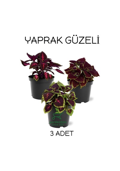 Özel Tür Yaprak Güzeli Çiçeği 3 Adet Saksıda Kolyos Coleus
