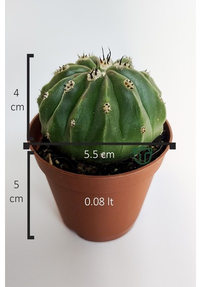 Melocactus Maxonii Inermis Şapkali Özel Tür Koleksiyon Kaktüs 5.5