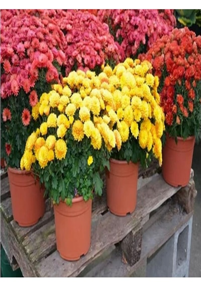 Chrysanthemum Turuncu Kasımpatı Çiçeği Fidanı 15-25 Cm Saksılı