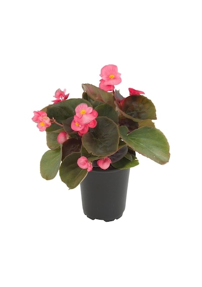 Begonya Begonia Pembe Renk 10 Adet
